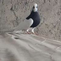 جفت طوقی طوق سیاه نر  و طوق آبی ماده