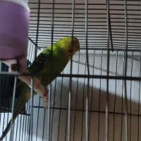 مرغ عشق ماده مست