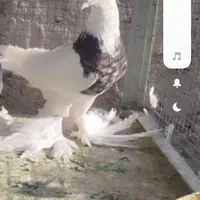 طوقی پاپر|پرنده|اصفهان, ارغوانیه|دیوار