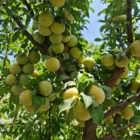 نهال|خدمات باغبانی و درختکاری|انزل, |دیوار