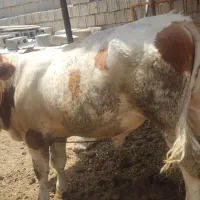 گوساله نر جوان