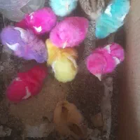 جوجه رنگی و محلی