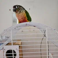 طوطی گرینچیک سبز|پرنده|اصفهان, باغ دریاچه|دیوار