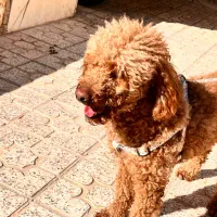 پودل مینیاتوری نر اصل