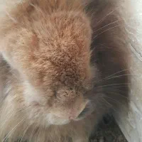 خرگوش هلندی یک نر و یک ماده