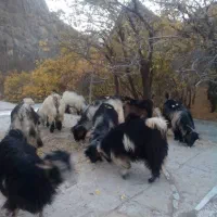 حیوان|حیوانات مزرعه|صمصامی, |دیوار