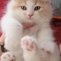 گربه ۲ماهه اسکاتیش
