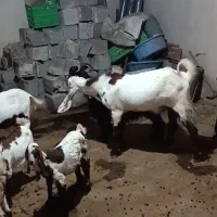 چپش کاربلد بفروش میرسد بخاطر جابجایی سد خرسان|حیوانات مزرعه|لردگان, |دیوار
