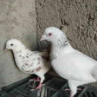 یک جفت کفتر اصل