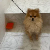 سگ پامر خرسی اصیل|سگ|اصفهان, بوستان آینه خانه|دیوار