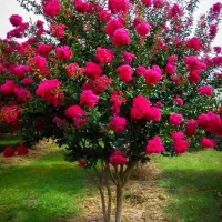 خدمات باغبانی گل کاری خرید چوب...