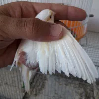 قناری ماده موزاییکی|پرنده|پارس‌آباد, |دیوار