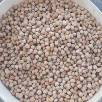 نخود لوبیا قرمز عدس کانادایی