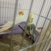 ۳ عدد عروس هلندی|پرنده|نقده, |دیوار