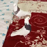 جفت طوقی رامشیر