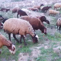 فروش فوری