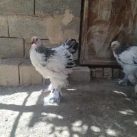 نیمچه خروس برهما لایت