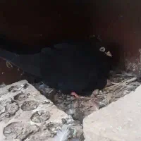 کفتر تیر ماه مهریز