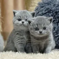 گربه|گربه|تهران, پاسداران|دیوار