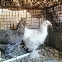 سه عدد نیمچه برهما 2سفید یک عدد مشکی