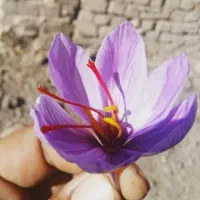 فندق و پسته زعفران تخفیف ولادت بی بی دوعالم مهرگان|خوردنی و آشامیدنی|قزوین, |دیوار