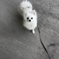 سگ پامرانین|سگ|قم, امامزاده ابراهیم|دیوار