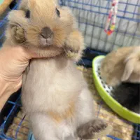 خرگوش مینیاتوری۲ماهه نر