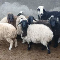 بره سبک کیلویی