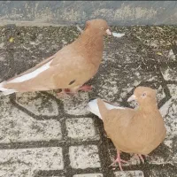 کبوتر جفتگاه و پرشی عتیقه...موقعیت سبزوار قابل ار