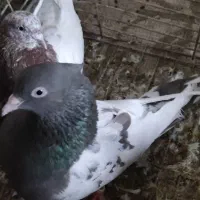 کبوتر|پرنده|گلبهار, شهر جدید گلبهار|دیوار