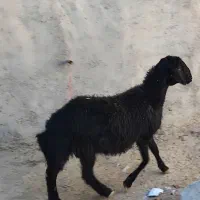 بره قوچ|حیوانات مزرعه|سردرود, |دیوار