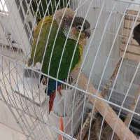 جفت طوطی گرینچیک
