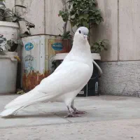 ساده افغانی|پرنده|مشهد, هفده شهریور|دیوار