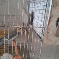 معاوضه|پرنده|مشهد, رده|دیوار