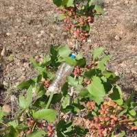 باغ شهری