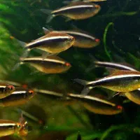 ماهی زینتی|ماهی|سبزوار, پیام|دیوار