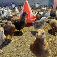 جوجه یک ماهه