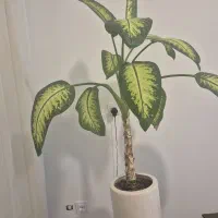 گل دیفن باخیا|گل و گیاه طبیعی|قم, شهرک امام حسن|دیوار