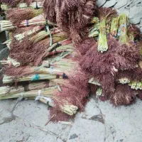 جارو درجه یک|جاروبرقی، جارو شارژی، بخارشو|کامیاران, |دیوار