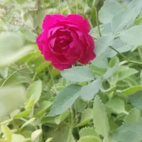 نهال گل رز قدیمی