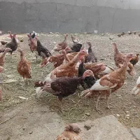 تعداد35بوقلمون نر وماده برنزه خانگی