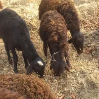 فروش گوسفند بز و بزغاله|حیوانات مزرعه|میاندوآب, |دیوار