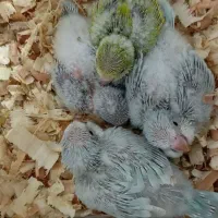 راهب کراس اور