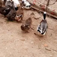 تخم اردک خوراکی 10 و نطفه دار13|حیوانات مزرعه|نجفآباد, مجاهد شمالی|دیوار