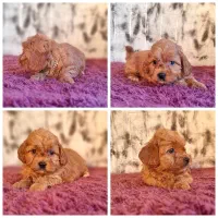 پودل|سگ|تهران, نارمک|دیوار