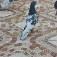 کبوتر پرشی|پرنده|ایرانشهر, |دیوار