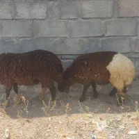 شیشک چاق مخصوص قربانی
