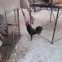 خروس