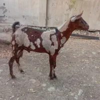 پچی