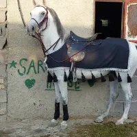 مادیان شکم‌ خالی